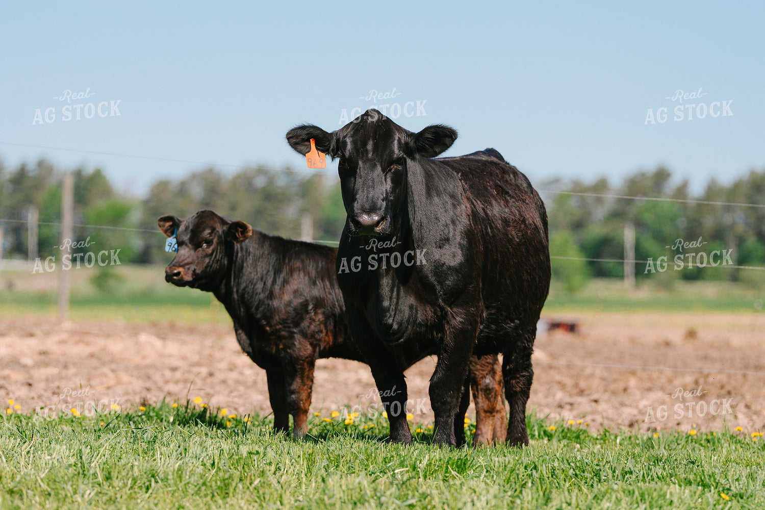 Angus Cow Calf Pair 68183