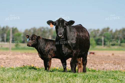 Angus Cow Calf Pair 68183