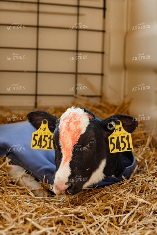 Holstein Calf 152409