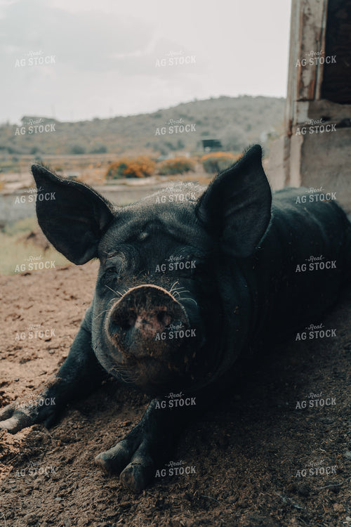 Pasture Pig 58172