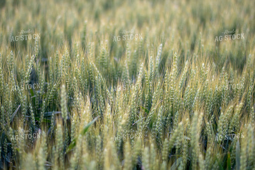 Midseason Wheat Field 50504