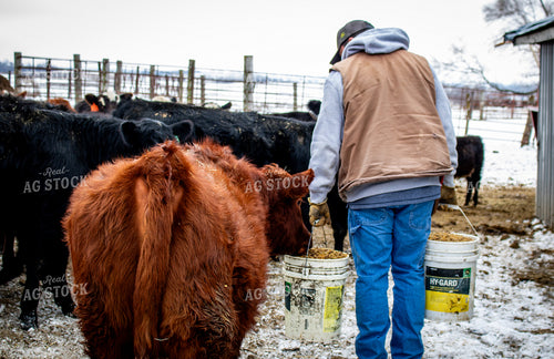Farmer Feeding Cattle 214095