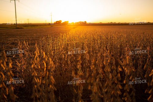 Soybeans - Dry 2474