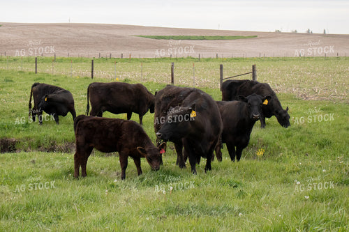 Angus Cattle in Pen 67095