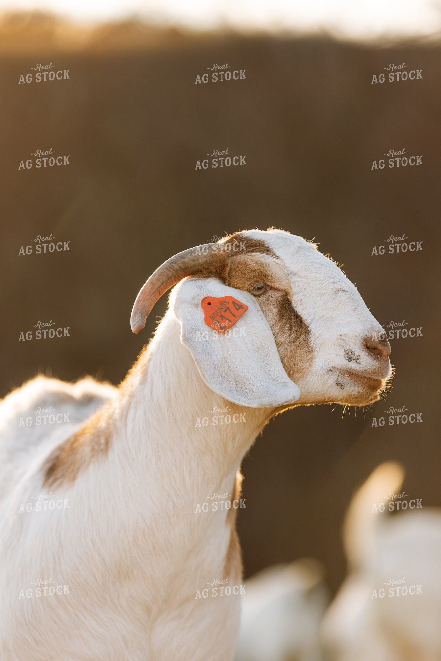 Goats 233006