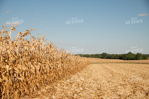 Dried Corn Waiting to be Harvested on a Sunny Day 25919