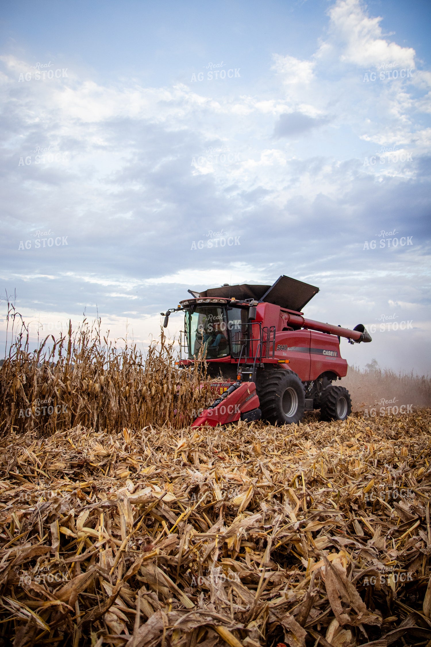 Corn Harvest 268209