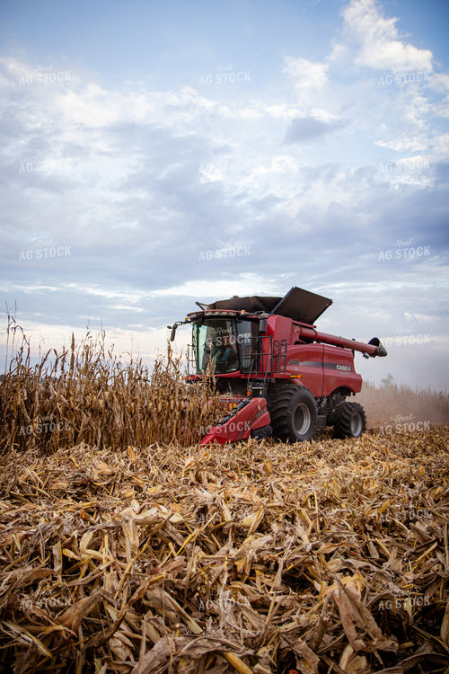 Corn Harvest 268209