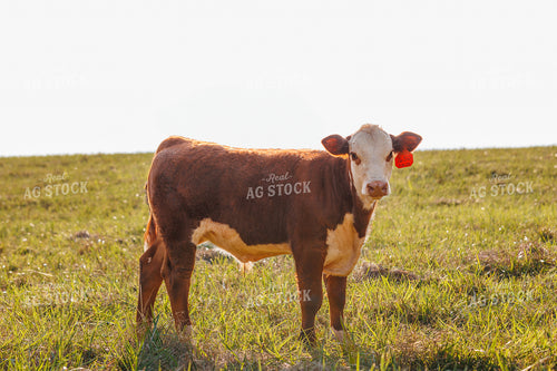 Hereford Cattle 52637