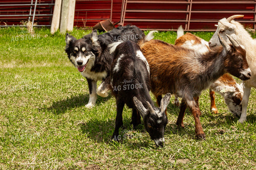 Nigerian Dwarf Goat 155186