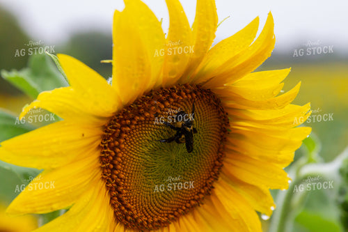 Up Close Sunflower 79074