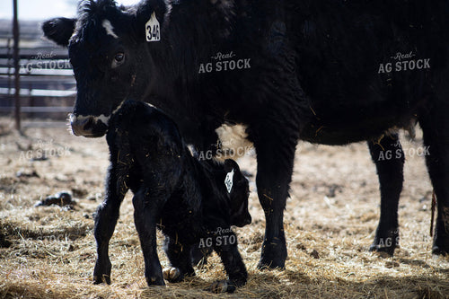 Angus Cow Calf Pair 117282