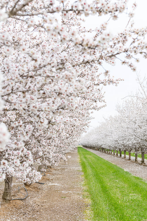 Almond Blossoms on Almond Trees 107092