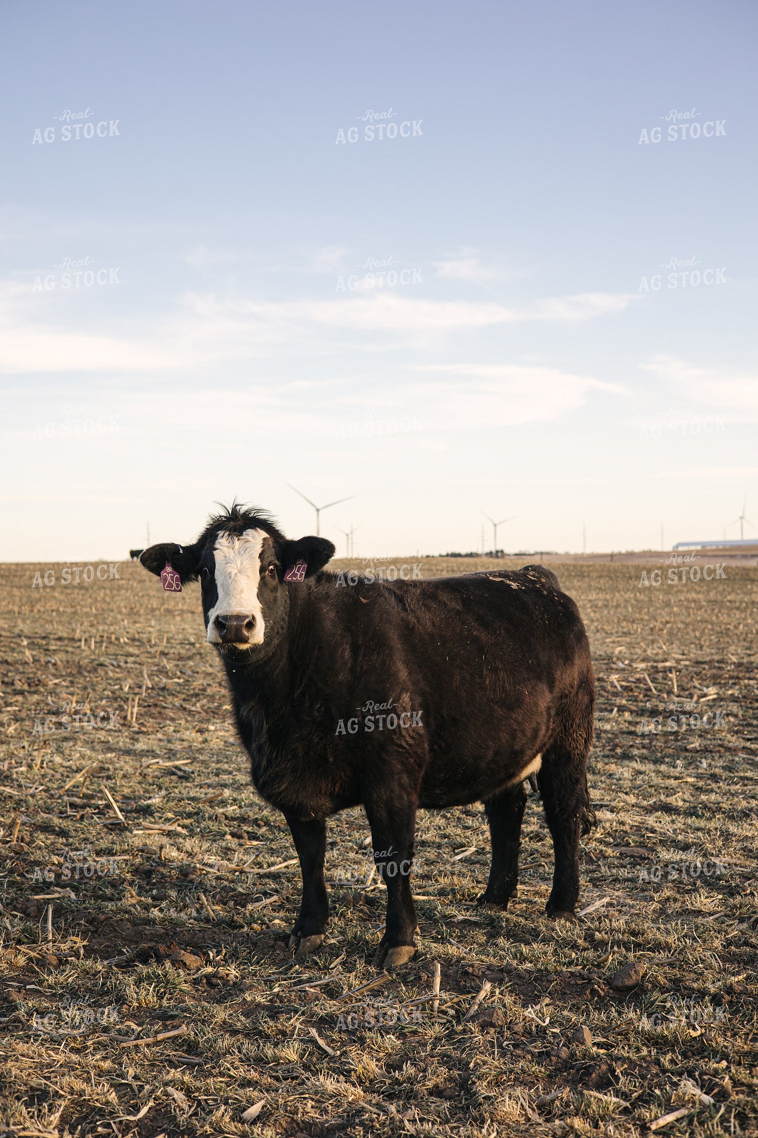 Angus Cow 70133