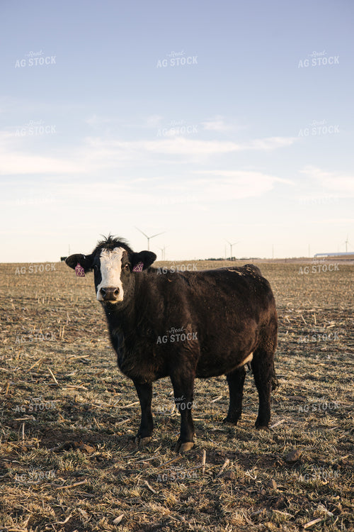 Angus Cow 70133