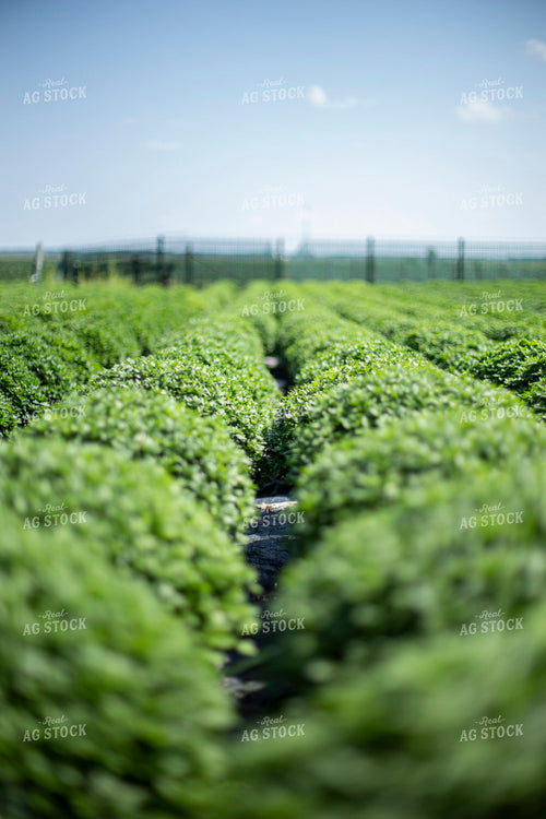 Bushes in a Row 93082