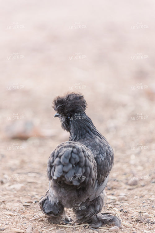 Silkie Chicken 184000