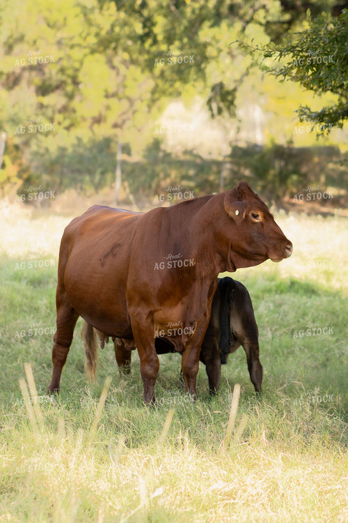 Angus Cattle on Pasture 288015