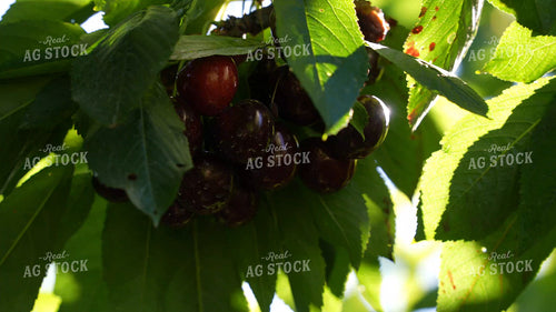 Cherries 65911