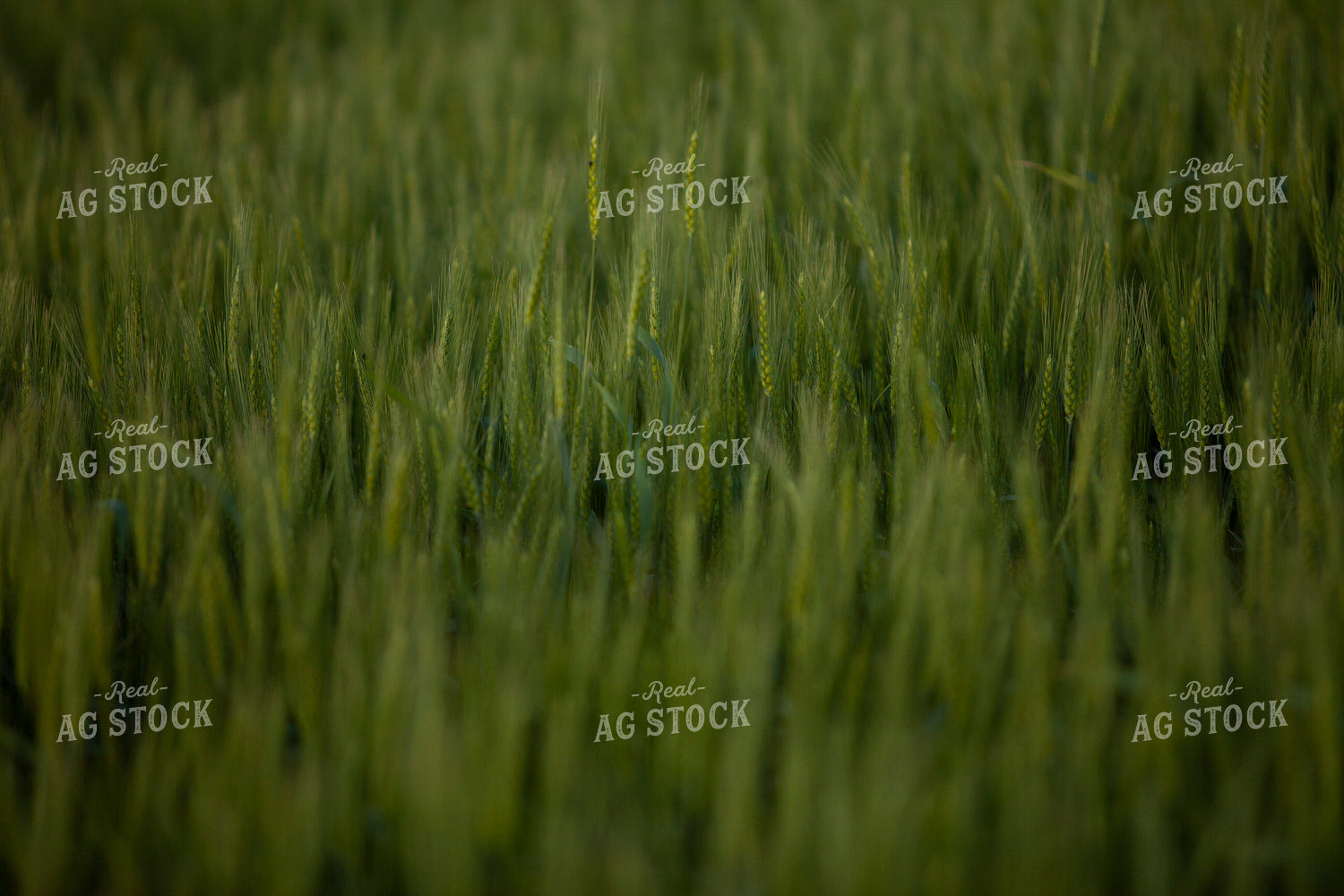 Wheat 2183