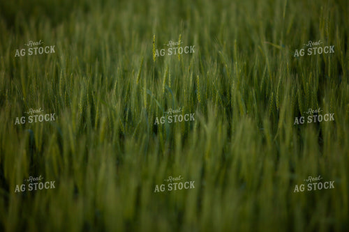 Wheat 2183