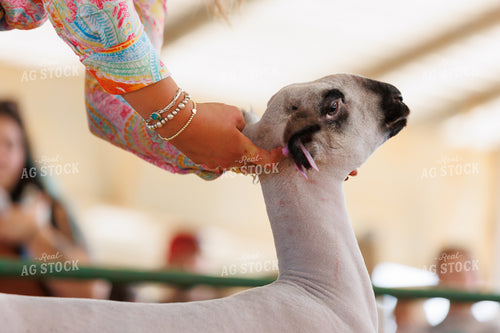 Sheep Show 295118