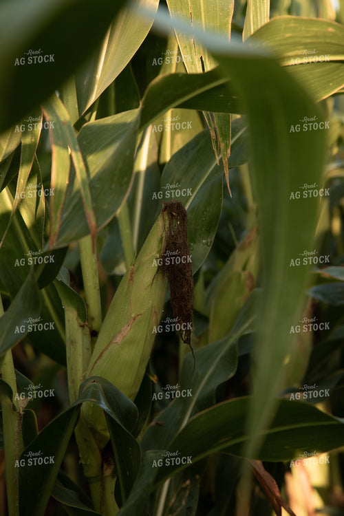 Corn 67836