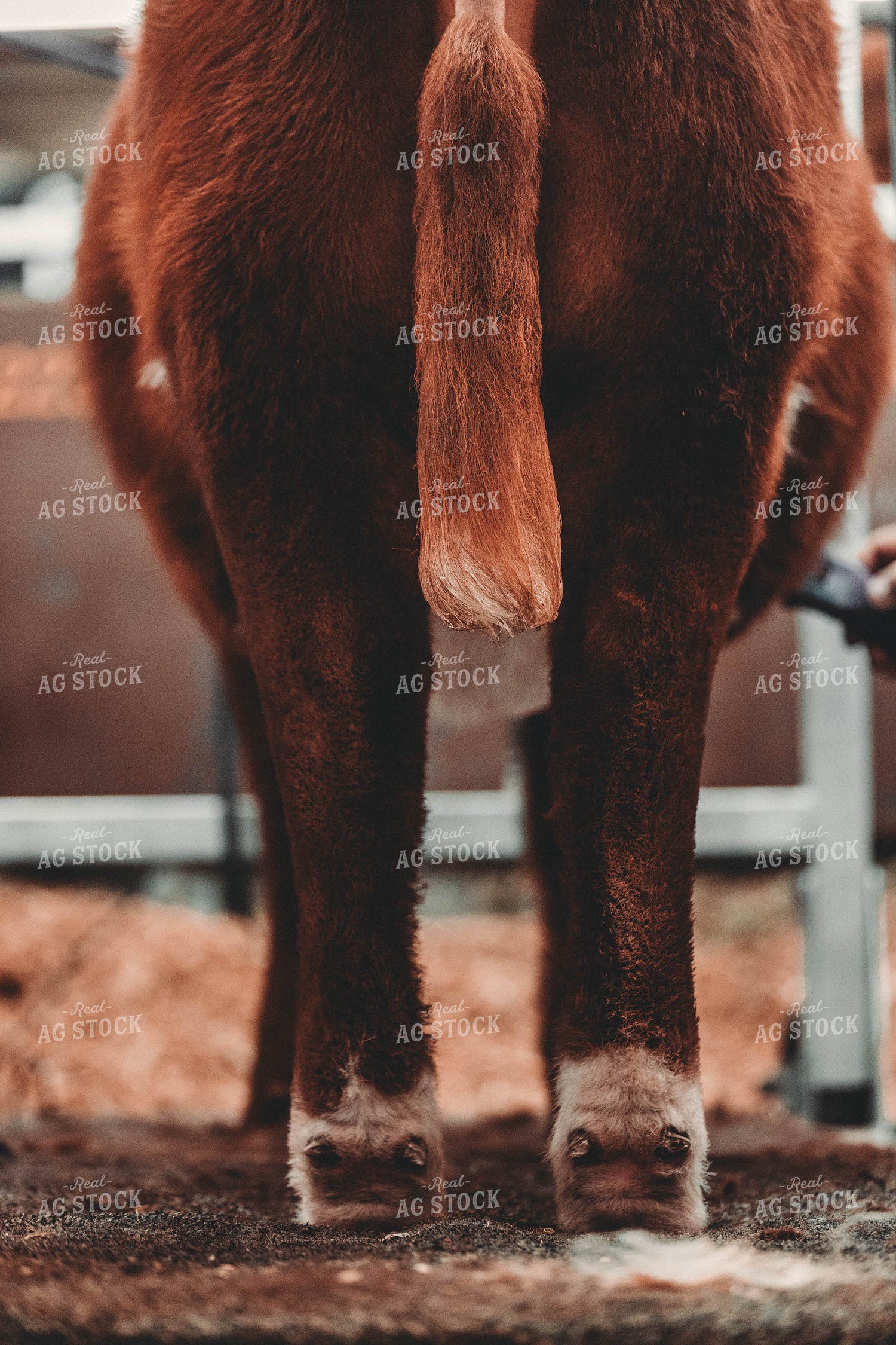 Brushing Show Cattle 266002