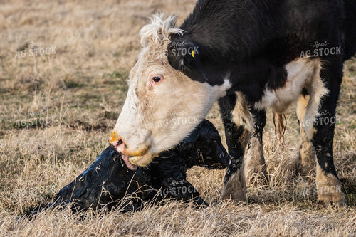 Cow Calf Pair 138161