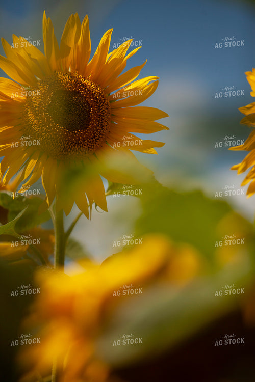 Sunflowers 2093