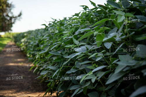 Mid-Season Soybean Field 268150