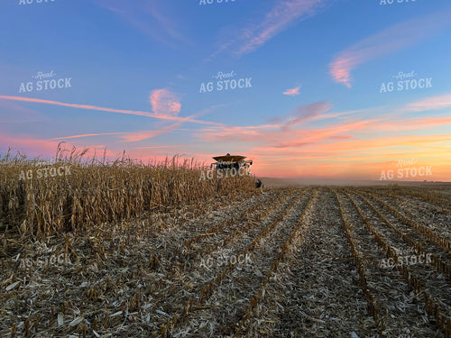 Harvesting Downed Corn 141078