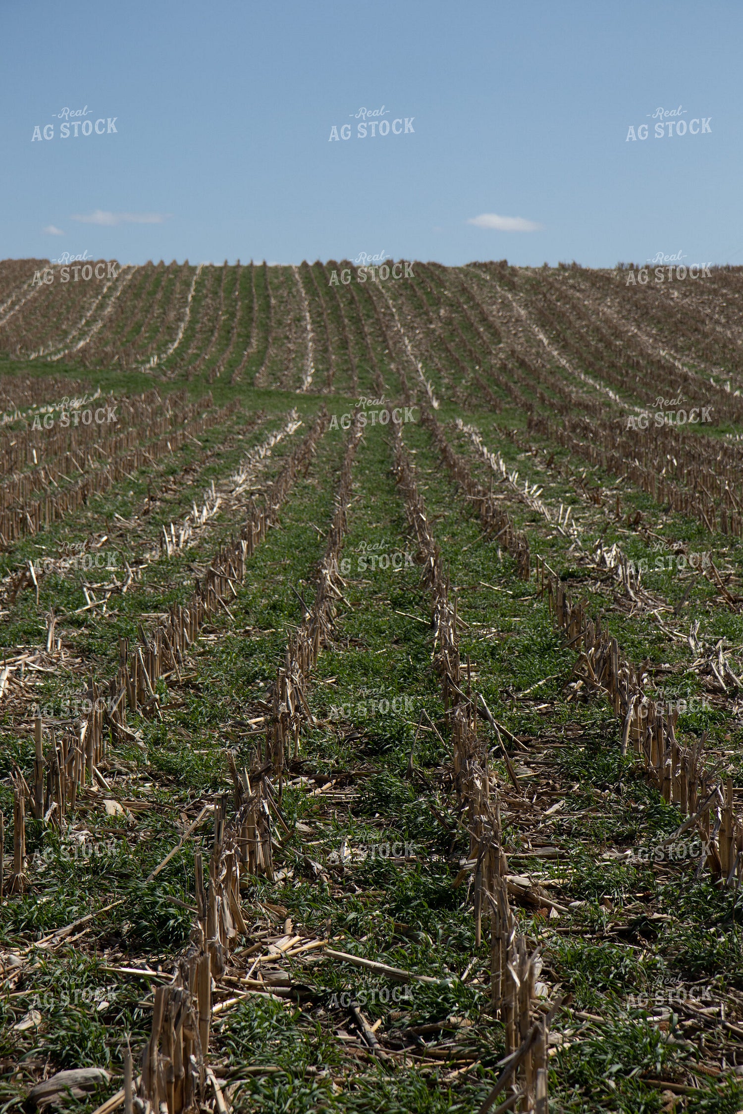Cover Crops in Corn Stalks 67205