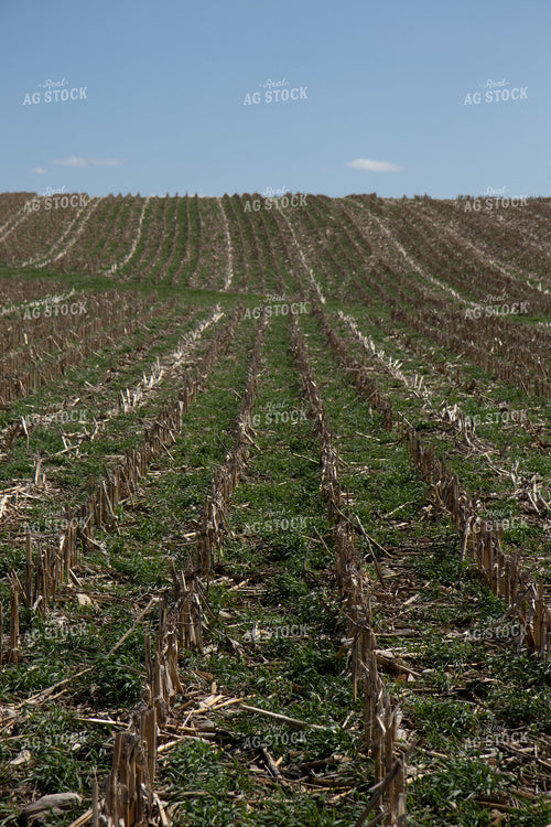 Cover Crops in Corn Stalks 67205