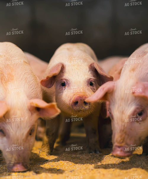 Pigs Eating Feed 289061