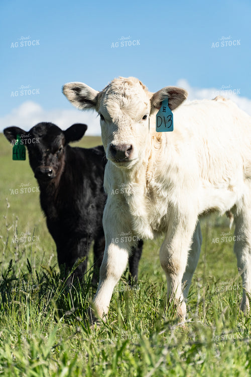 Calves on Pasture 65632