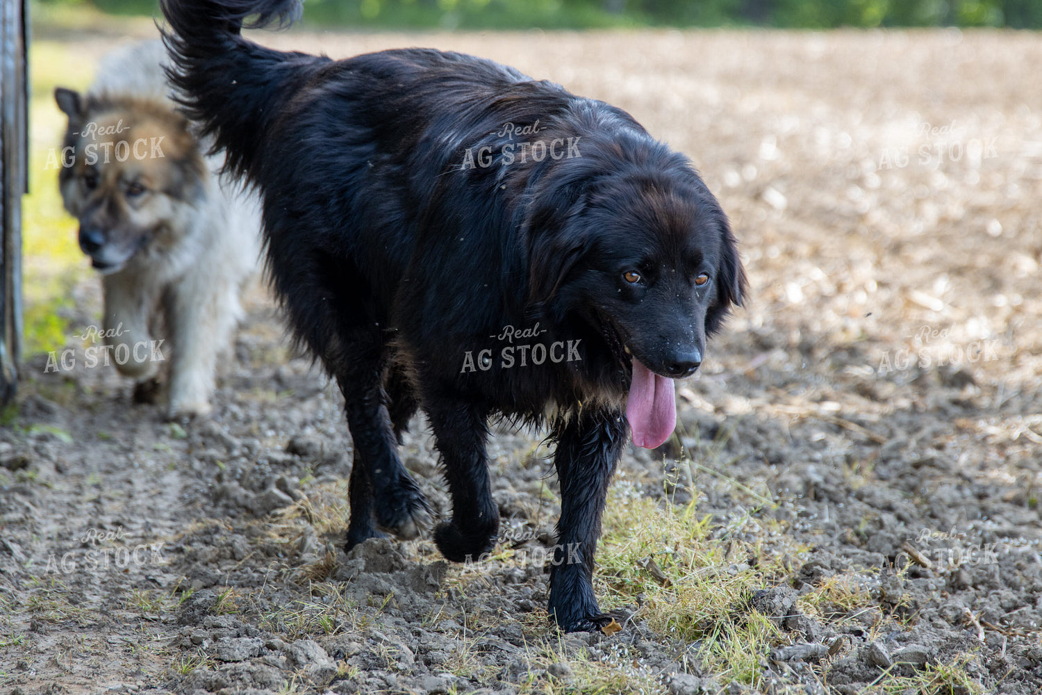 Farm Dogs 52114