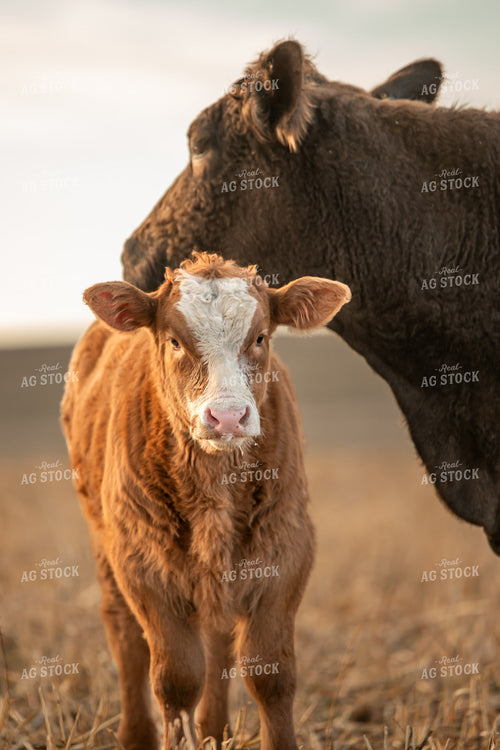 Cow Calf Pair 76708