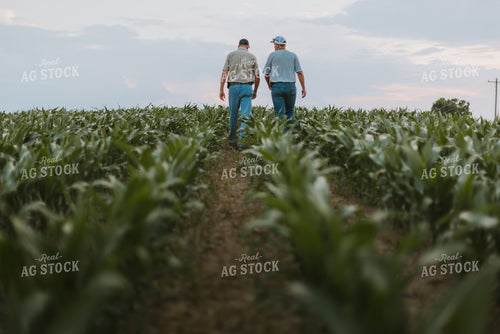 Farmers Scouting Corn Field 7813