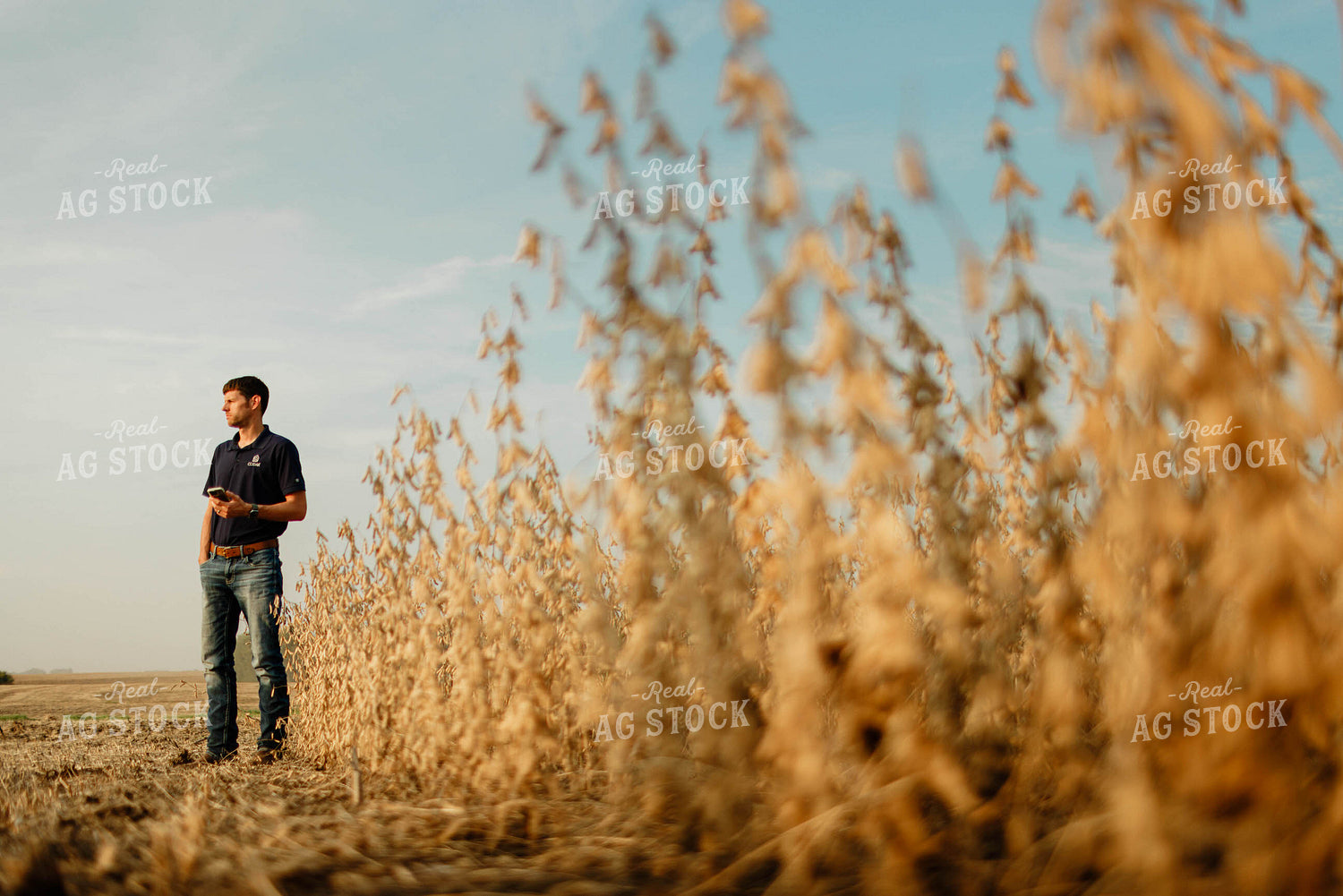 Farmer Using Phone in Soybean Field 8661