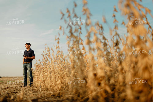 Farmer Using Phone in Soybean Field 8661
