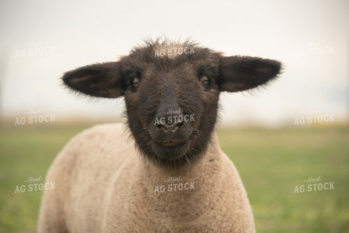 Lamb in Pasture 57037