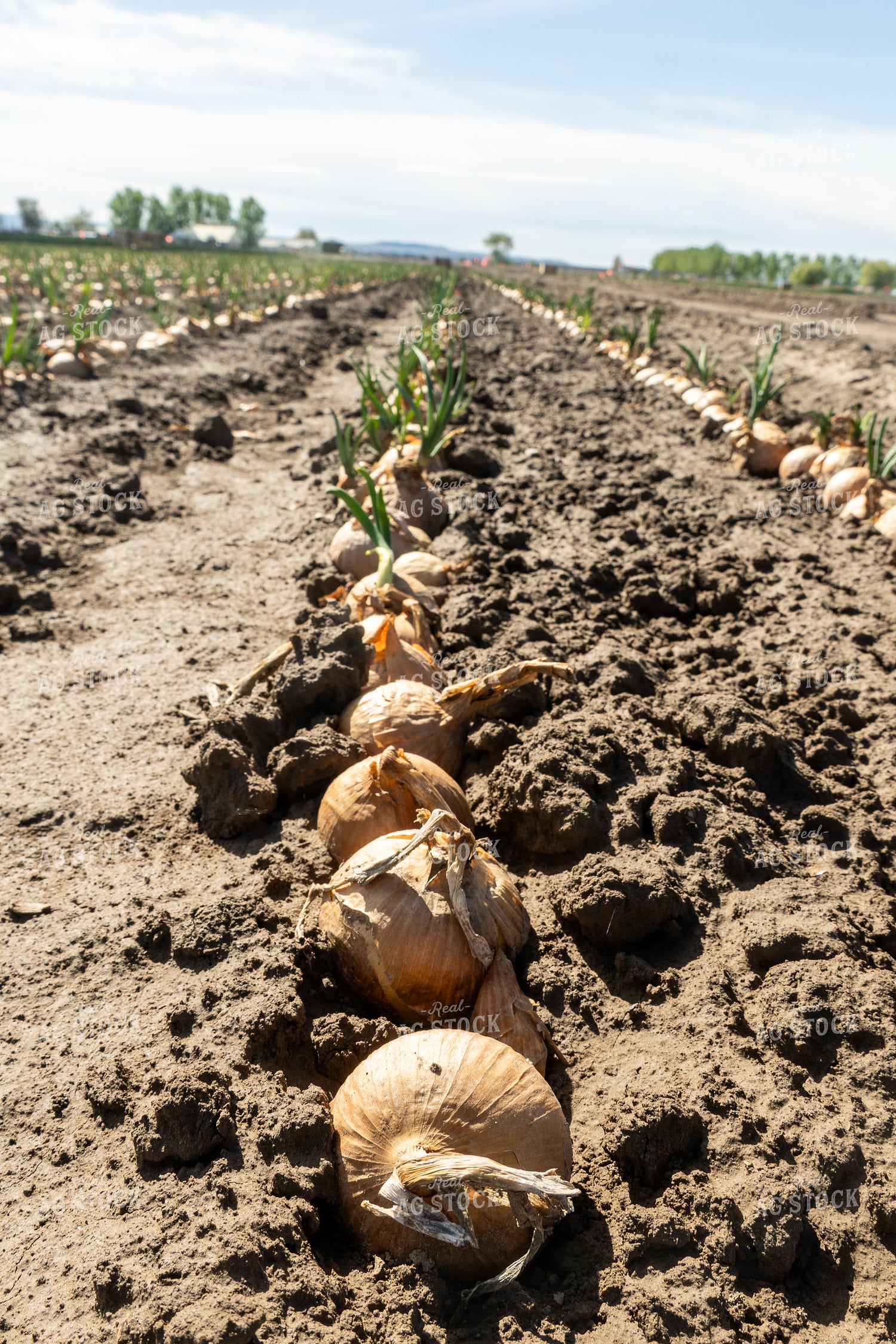 Onion Field 65672