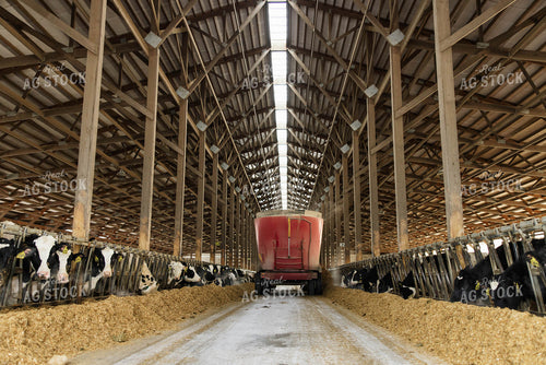 Feeding Cattle in Freestall Barn 152687