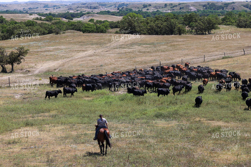 Moving Cattle 261120