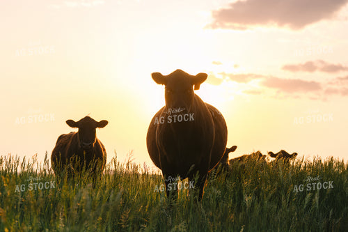 Black Angus Cattle on Pasture 68272