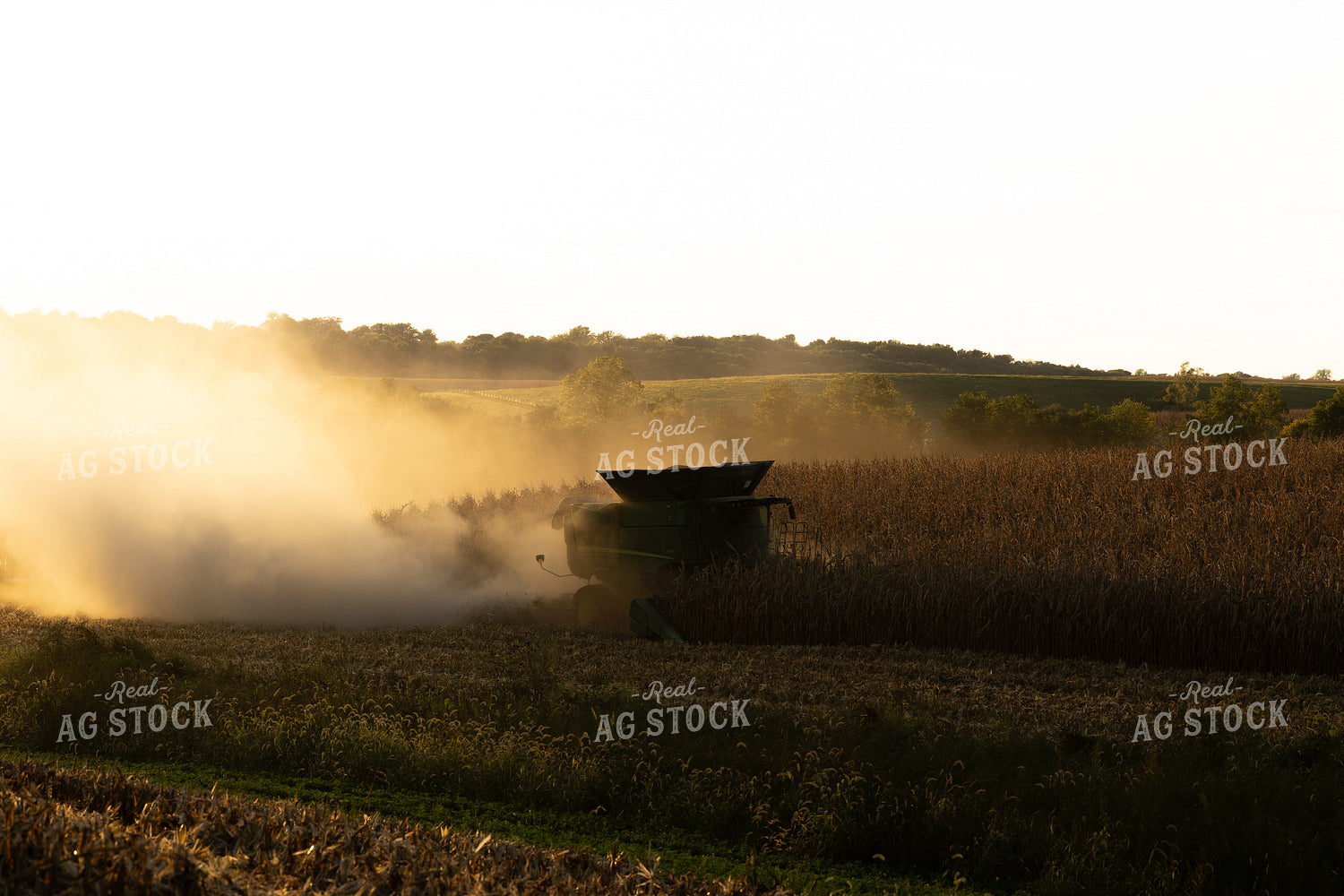 Corn Harvest 215151