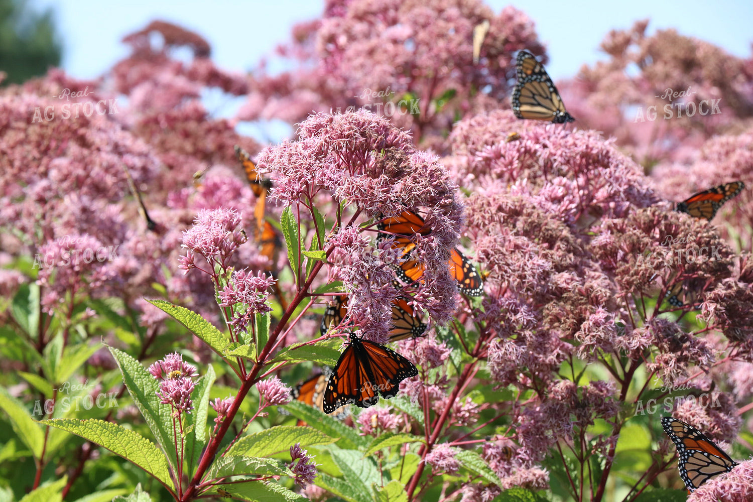 Monarch Butterflies 299210