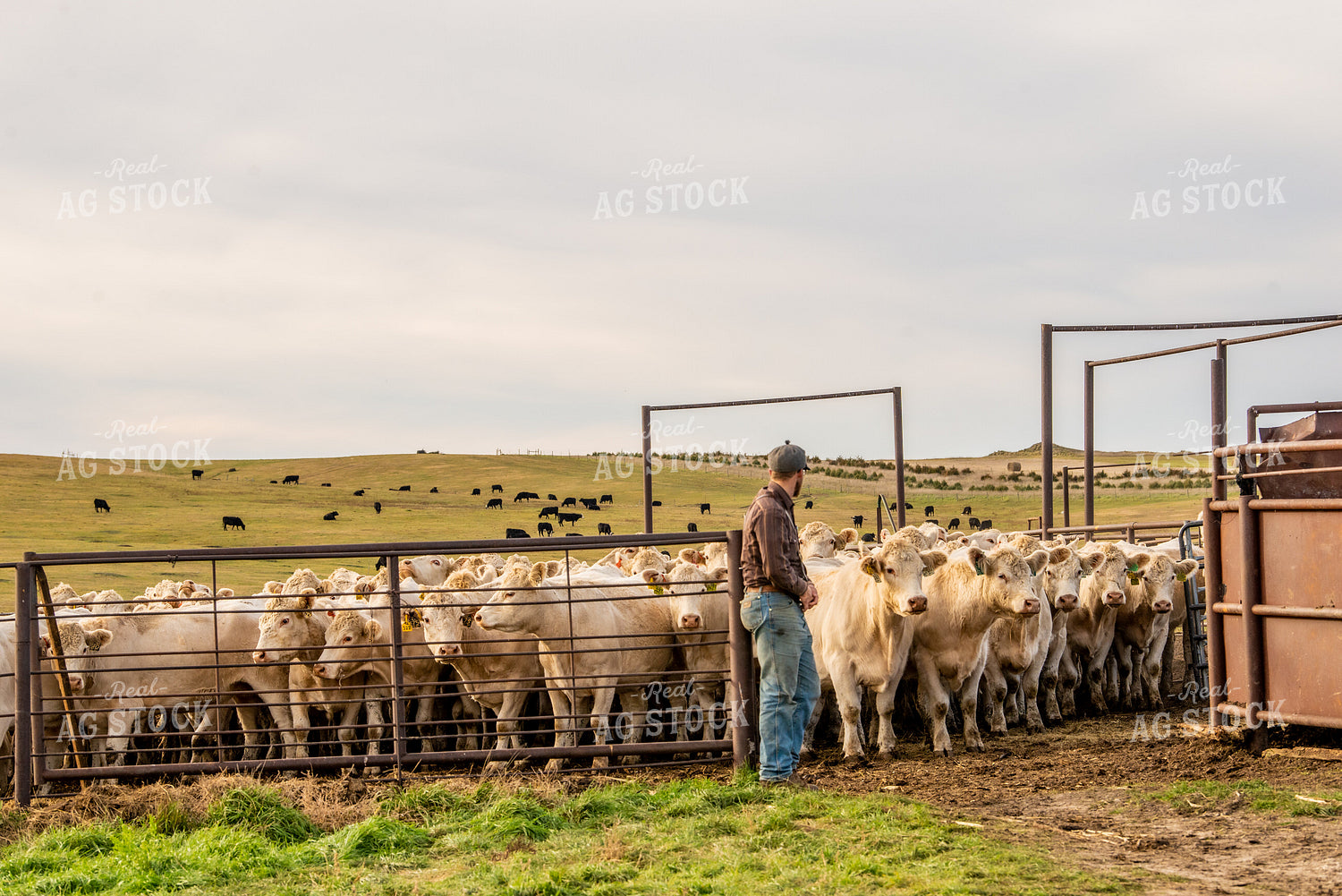 Charolais Cattle 299009