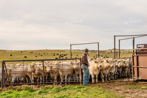 Charolais Cattle 299009